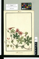 Tropaeolum dipetalum / [Isidro Gálvez]. Original drawing from Ruiz & Pavón's Expedition (1777-1816)