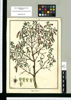 Rhexia lutescens / Galvez. Original drawing from Ruiz & Pavón's Expedition (1777-1816)