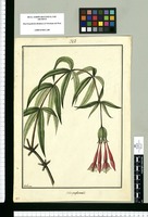 Fuchsia simplicicaulis / Galvez. Original drawing from Ruiz & Pavón's Expedition (1777-1816)