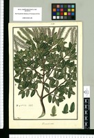 Weinmannia ovata / Fran[cis]co Pulgar. Original drawing from Ruiz & Pavón's Expedition (1777-1816)