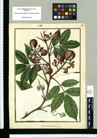 Semarillaria obovata / Galvez. Original drawing from Ruiz & Pavón's Expedition (1777-1816)