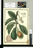 Laurus persea / Ysidro Galvez. Original drawing from Ruiz & Pavón's Expedition (1777-1816)