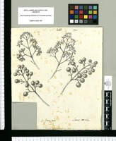 Laurus caerulea / Is[idro] Galvez delin. Original drawing from Ruiz & Pavón's Expedition (1777-1816)