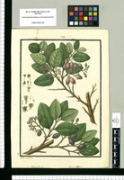 Laurus peumo y Laurus lingue / Ysidro de Galvez. Original drawing from Ruiz & Pavón's Expedition (1777-1816)