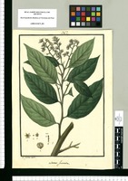 Laurus furcata / Is[idro] Galvez delin. Original drawing from Ruiz & Pavón's Expedition (1777-1816)