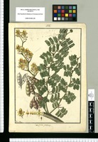Caesalpinia praecox / Fran[cis]co Pulgar. Original drawing from Ruiz & Pavón's Expedition (1777-1816)