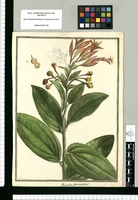 Thibaudia punctatifolia? / J[ose]ph Brunete. Original drawing from Ruiz & Pavón's Expedition (1777-1816)
