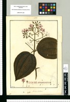 Miconia scandens / Fran[cis]co Pulgar. Original drawing from Ruiz & Pavón's Expedition (1777-1816)