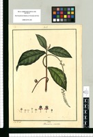 Villamillia tinctoria / J[osé] G[abriel R[ivera] del. Original drawing from Ruiz & Pavón's Expedition (1777-1816)