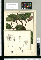 Axinaea lanceolata / Galvez. Original drawing from Ruiz & Pavón's Expedition (1777-1816)