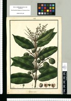 Eugenia rugosa / Galvez. Original drawing from Ruiz & Pavón's Expedition (1777-1816)