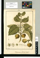 Campomanesia (palillos) lineatifolia / Fran[cis]co Pulgar. Original drawing from Ruiz & Pavón's Expedition (1777-1816)