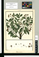 Pineda incana / Fran[cis]co Pulgar. Original drawing from Ruiz & Pavón's Expedition (1777-1816)