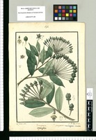 Marcgravia angustifolia y Marcgraviae macrocarpae varietas / Is[idro] Galvez delin. Original drawing from Ruiz & Pavón's Expedition (1777-1816)