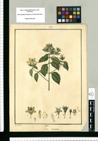 Loasa incana / J[osé] G[abriel] R[ivera] del. Original drawing from Ruiz & Pavón's Expedition (1777-1816)