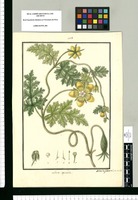 Loasa sepiaria / Ysidro de Galvez del., et incid. Original drawing from Ruiz & Pavón's Expedition (1777-1816)