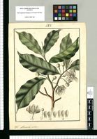 Annona nitida / Fran[cis]co Pulgar. Original drawing from Ruiz & Pavón's Expedition (1777-1816)