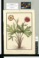 Ranunculus villosus / Isidor[us] Galvez delin. Original drawing from Ruiz & Pavón's Expedition (1777-1816)