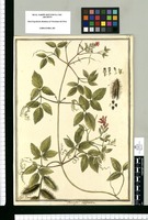 Dombeja [sic] lappacea / J[ose]ph Brunete. Original drawing from Ruiz & Pavón's Expedition (1777-1816)