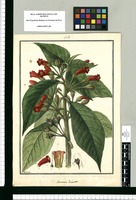 Gesneria hirsuta / Galvez. Original drawing from Ruiz & Pavón's Expedition (1777-1816)