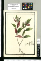 Ruellia bicolor / Brunete. Original drawing from Ruiz & Pavón's Expedition (1777-1816)