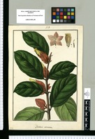 Besleria coccinea / Galvez. Original drawing from Ruiz & Pavón's Expedition (1777-1816)
