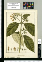 Besleria denticulata / Fran[cis]co Pulgar. Original drawing from Ruiz & Pavón's Expedition (1777-1816)