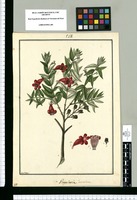 Virgularia lanceolata / Fran[cis]co Pulgar. Original drawing from Ruiz & Pavón's Expedition (1777-1816)