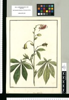 Cleome coccinea / Brunete. Original drawing from Ruiz & Pavón's Expedition (1777-1816)