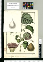 Passiflora pyriformis / Fran[cis]co Pulgar. Original drawing from Ruiz & Pavón's Expedition (1777-1816)