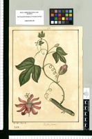 Passiflora punicea / Jose Gabr[iel] Rivera del. Original drawing from Ruiz & Pavón's Expedition (1777-1816)