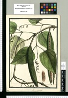 Bignonia muricata / Brunete. Original drawing from Ruiz & Pavón's Expedition (1777-1816)