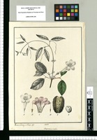 Bignonia ovalis / Xavier Cortes y Alcoser del. Original drawing from Ruiz & Pavón's Expedition (1777-1816)