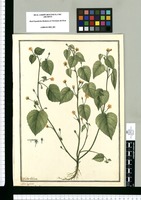 Sida repens / Ysidro Galvez. Original drawing from Ruiz & Pavón's Expedition (1777-1816)