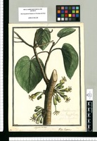 Myrodia cordata; vulgo Zapote / Brunete. Original drawing from Ruiz & Pavón's Expedition (1777-1816)