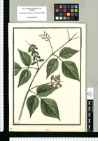 Abrus / Galvez. Original drawing from Ruiz & Pavón's Expedition (1777-1816)