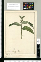 Monnina / Francisco Pulgar del. Original drawing from Ruiz & Pavón's Expedition (1777-1816)