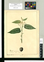 Theobroma Guazuma? / Xav[ie]r Cortez y Alco[ce]r del. Original drawing from Ruiz & Pavón's Expedition (1777-1816)