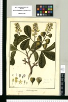Lemosia calyptrata / Fran[cis]co Pulgar. Original drawing from Ruiz & Pavón's Expedition (1777-1816)