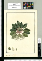 Senecio / Fran[cis]co Pulgar. Original drawing from Ruiz & Pavón's Expedition (1777-1816)