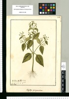 Galinsoga quinqueradiata / Fran[cis]co Pulgar. Original drawing from Ruiz & Pavón's Expedition (1777-1816)