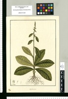 Elephantopus [spicatus] / Fran[cis]co Pulgar. Original drawing from Ruiz & Pavón's Expedition (1777-1816)