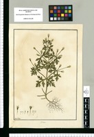 Bidens / Fran[cis]co Pulgar. Original drawing from Ruiz & Pavón's Expedition (1777-1816)