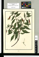 Lobelia / Fran[cis]co Pulgar. Original drawing from Ruiz & Pavón's Expedition (1777-1816)