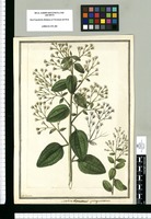 Molina [tachado: dependens] quinquenervis / J[ose]ph Brunete. Original drawing from Ruiz & Pavón's Expedition (1777-1816)