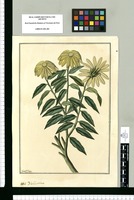 Helianthus / Fran[cis]co Pulgar. Original drawing from Ruiz & Pavón's Expedition (1777-1816)
