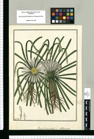 Genus ¿cinerariae? affine?; V[ulgo] Ccalluaccallua / Fran[cis]co Pulgar. Original drawing from Ruiz & Pavón's Expedition (1777-1816)