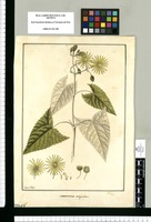 Munnozia corymbosa / Fran[cis]co Pulgar. Original drawing from Ruiz & Pavón's Expedition (1777-1816)