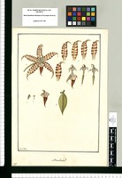 Maxillaria? / Fran[cis]co Pulgar. Original drawing from Ruiz & Pavón's Expedition (1777-1816)