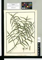 Maxillaria ramosa / Galvez. Original drawing from Ruiz & Pavón's Expedition (1777-1816)